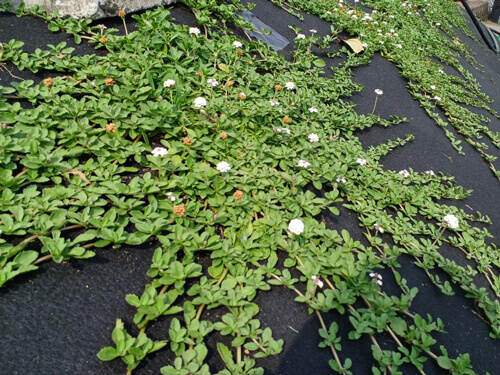 髙垣組 敷地内緑地の取組事例